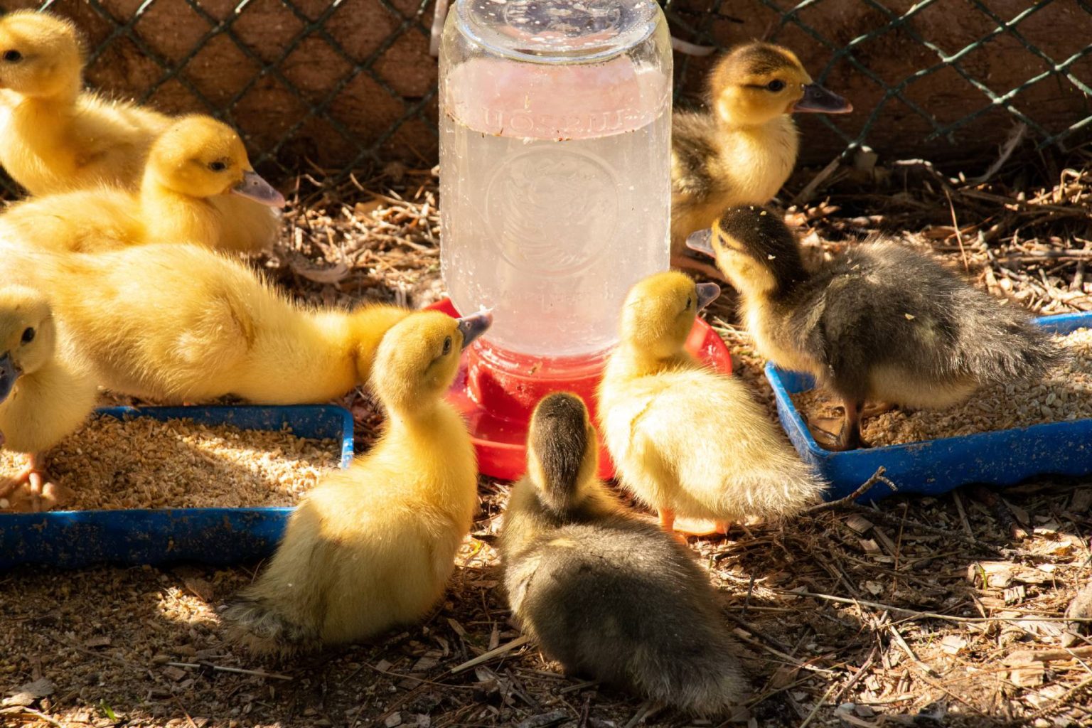 What Do You Feed Baby Ducks for Proper Growth? Backyard Poultry